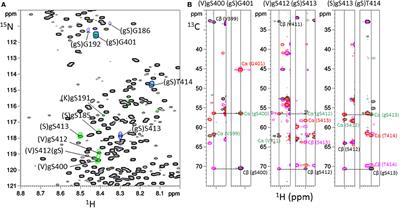 Direct Crosstalk Between O-GlcNAcylation and Phosphorylation of Tau Protein Investigated by NMR Spectroscopy